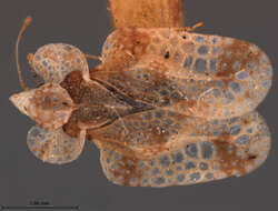 Image of Corythucha mollicula Osborn & Drake 1916