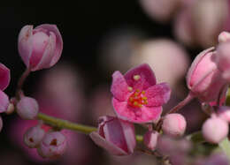 Image of Antigonon cinerascens Mart. & Galeotti