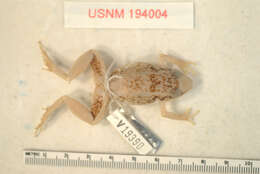 Image of Eleutherodactylus paralius Schwartz 1976