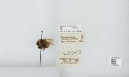 Image of Frigid Bumble Bee