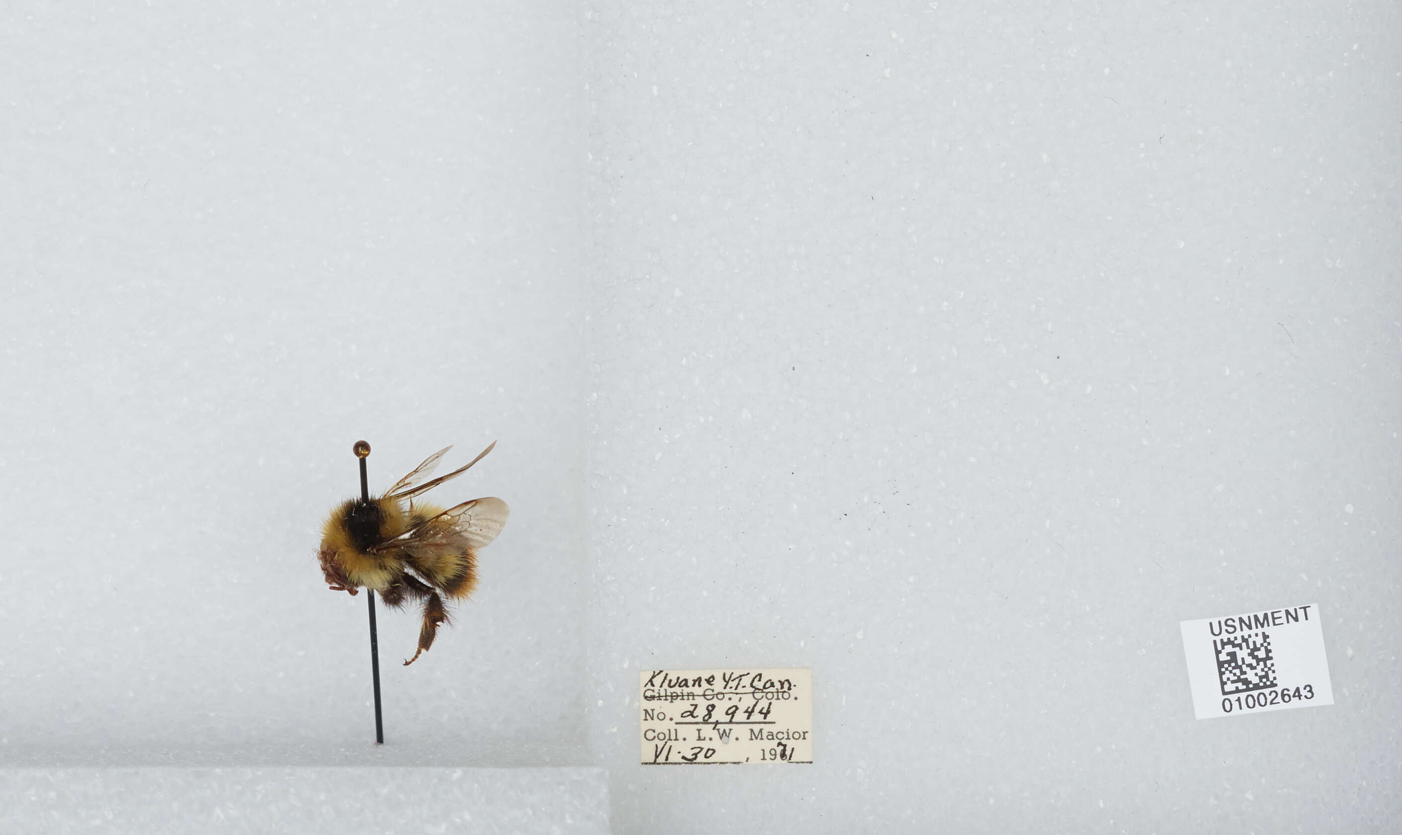 Image of Frigid Bumble Bee