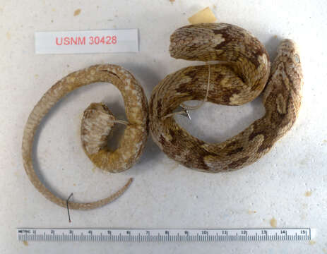 Image of Coastal Lyre Snake