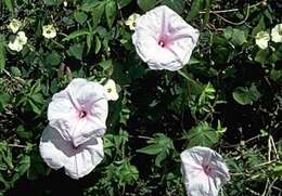 Image de Ipomoea cairica (L.) Sweet