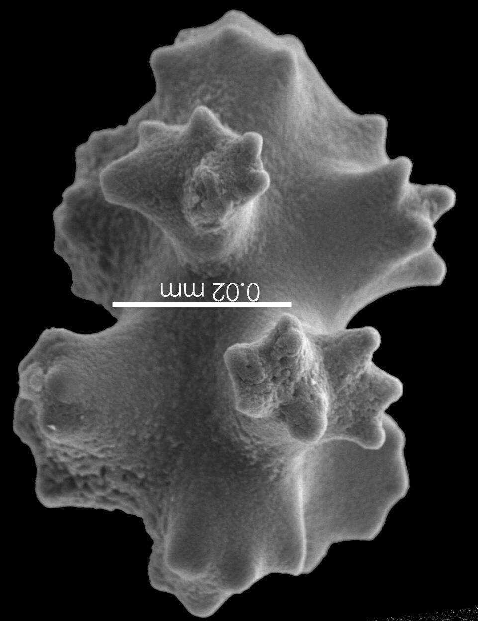 Image of Pleurocorallium niveum (Bayer 1956)