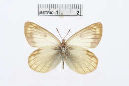 Image of Colias lesbia (Fabricius 1775)