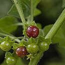 Image of Antilles false holly