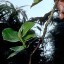 Image of Psychotria marchionica Drake