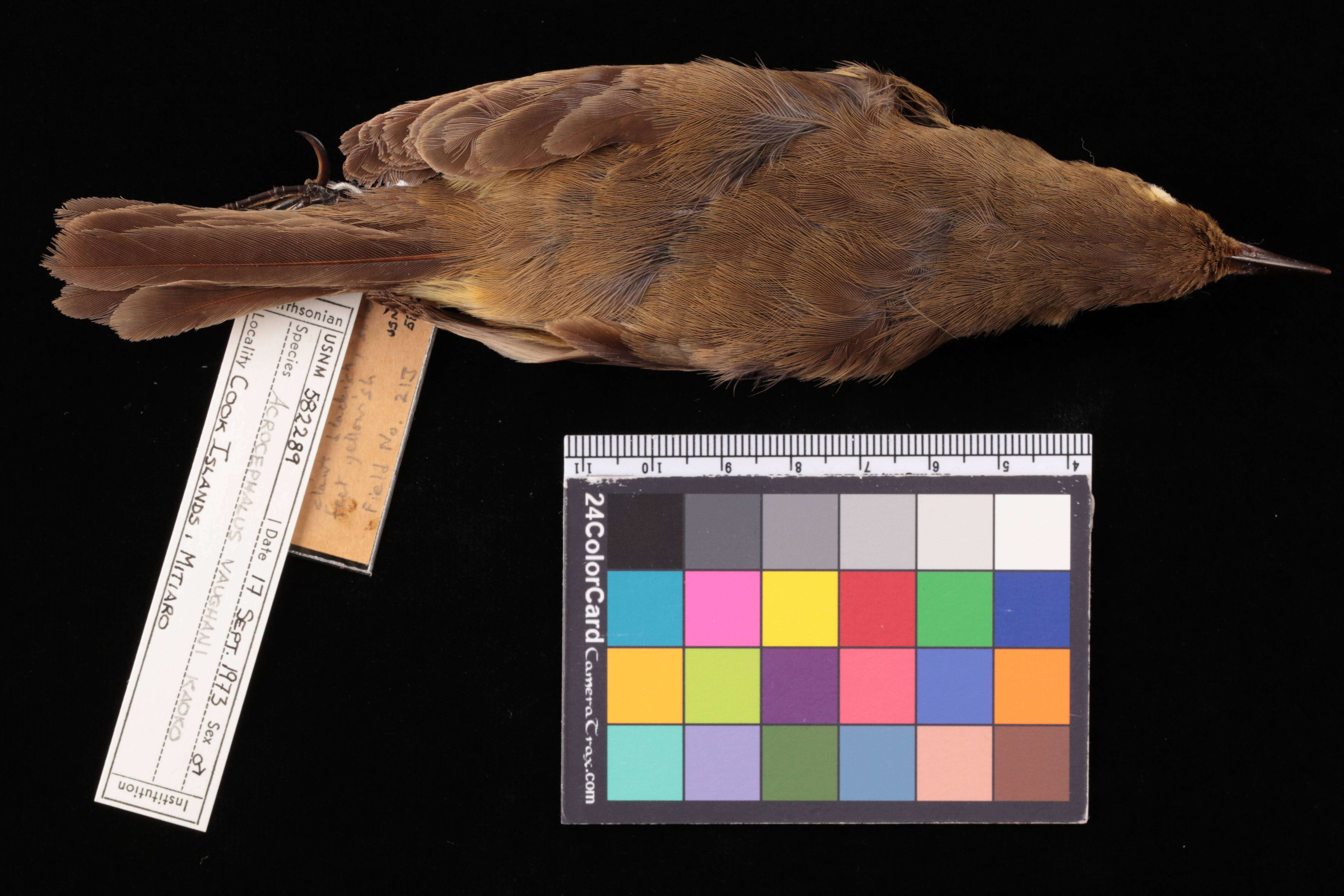 Image of Pitcairn Reed Warbler