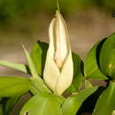 Image of Philodendron pteropus Mart. ex Engl.