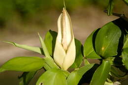 Image of Philodendron pteropus Mart. ex Engl.