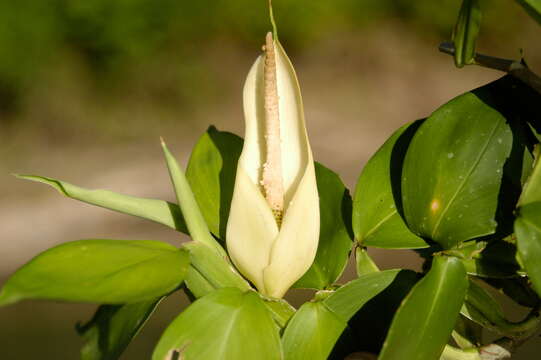 Philodendron pteropus Mart. ex Engl. resmi