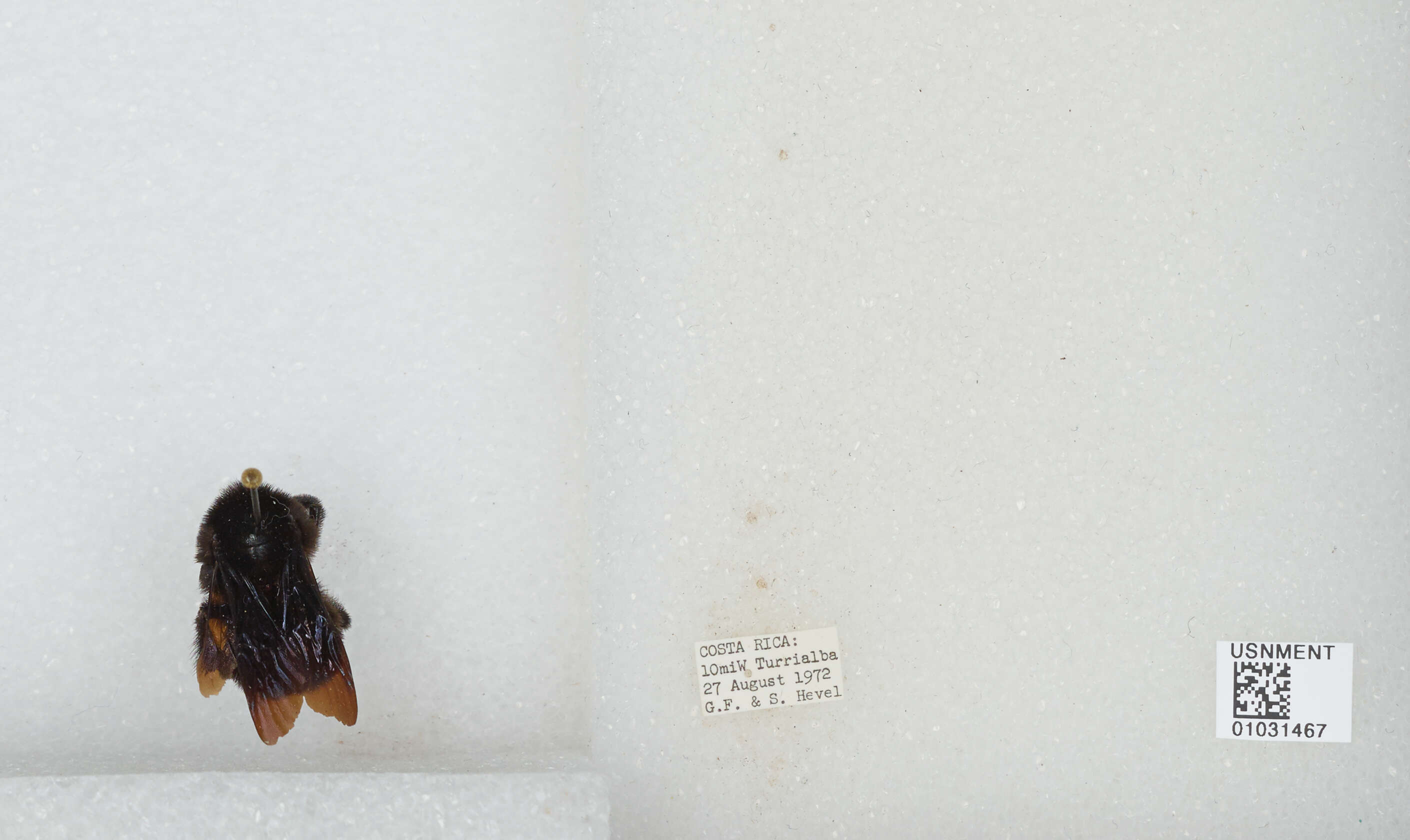 Image of Bombus pullatus Franklin 1913