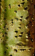 Image of Mikania hookeriana DC.