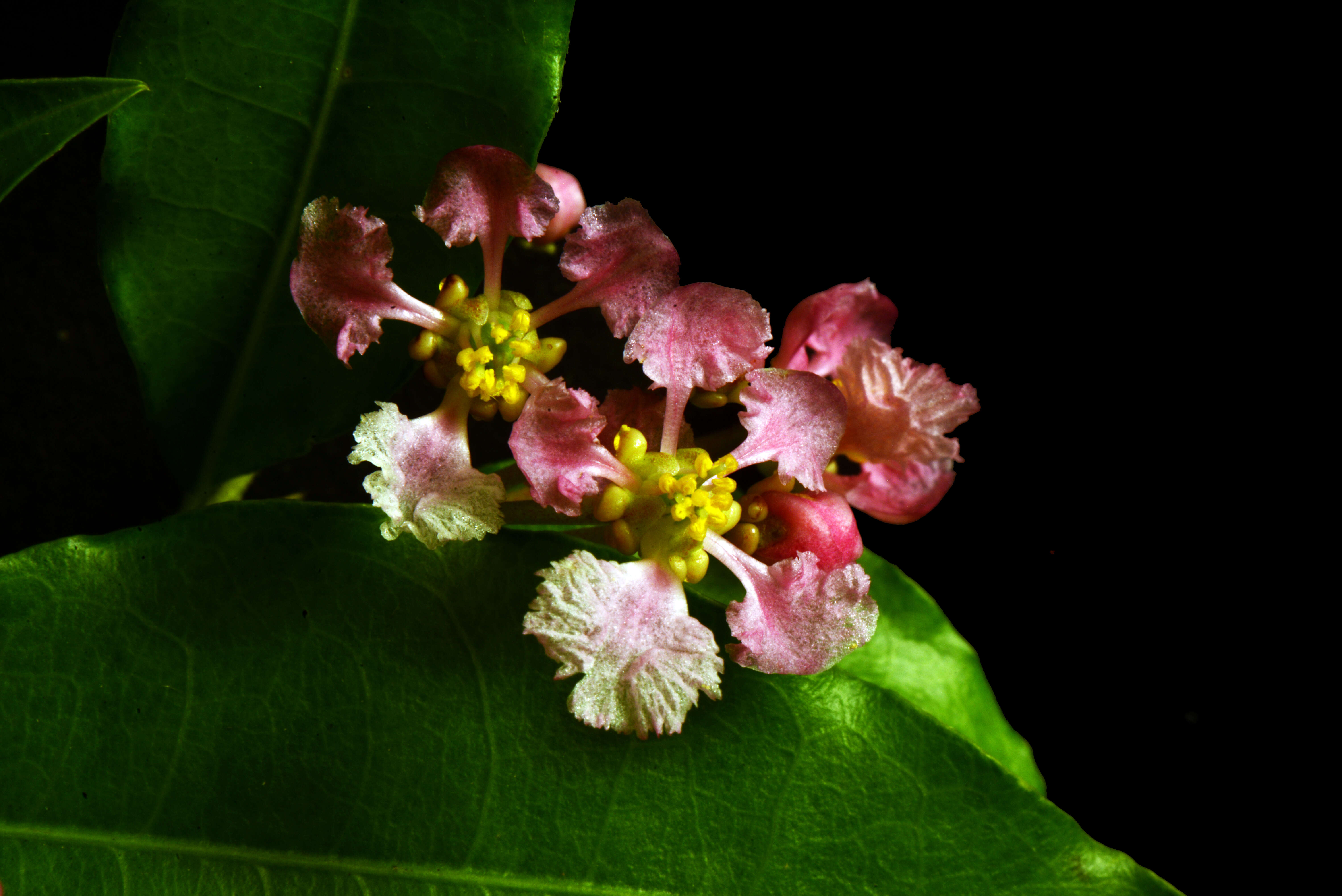 Imagem de Malpighia glabra L.