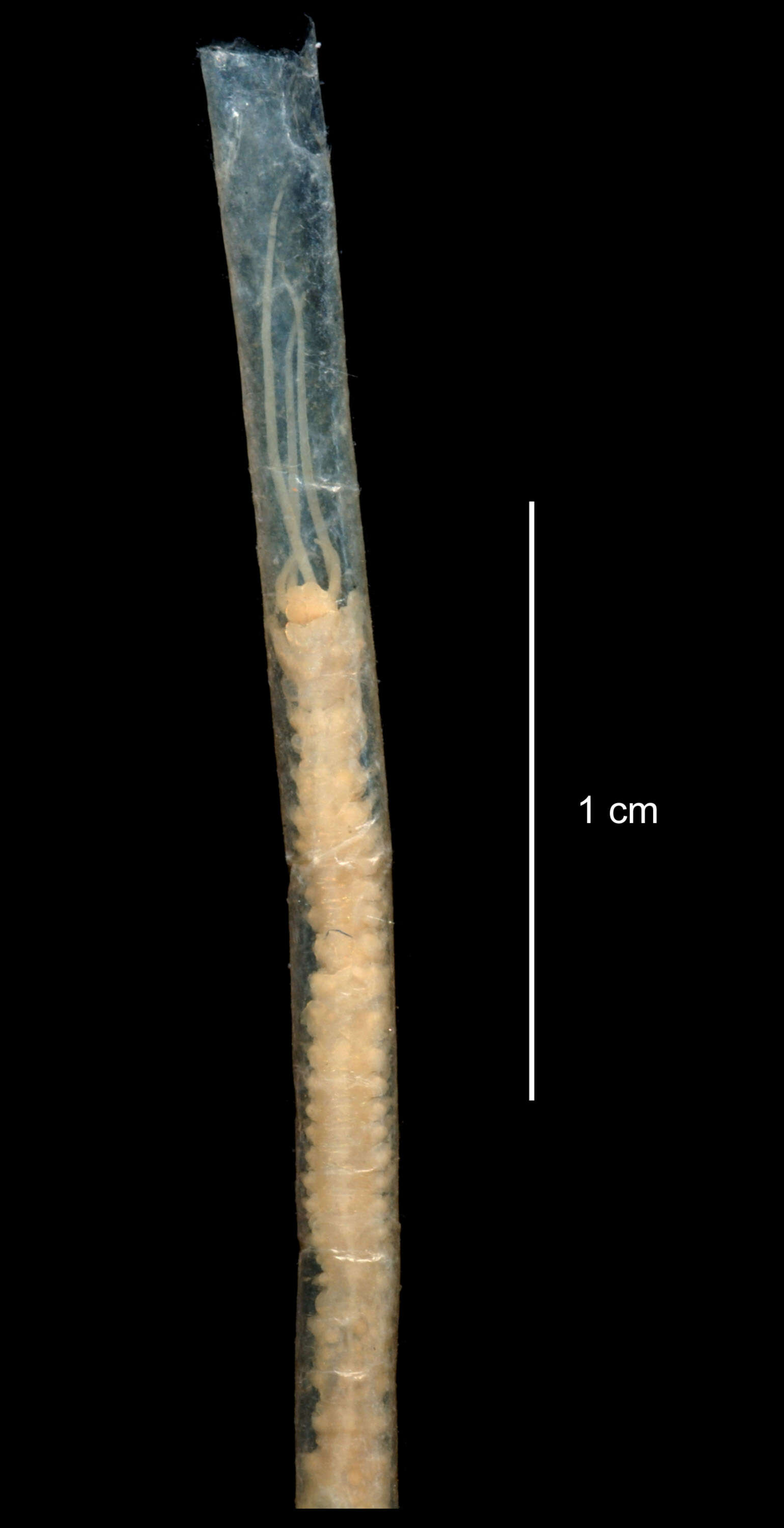 Image of Leptoecia benthaliana (McIntosh 1885)