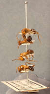 Image of Allegheny Mound Ant