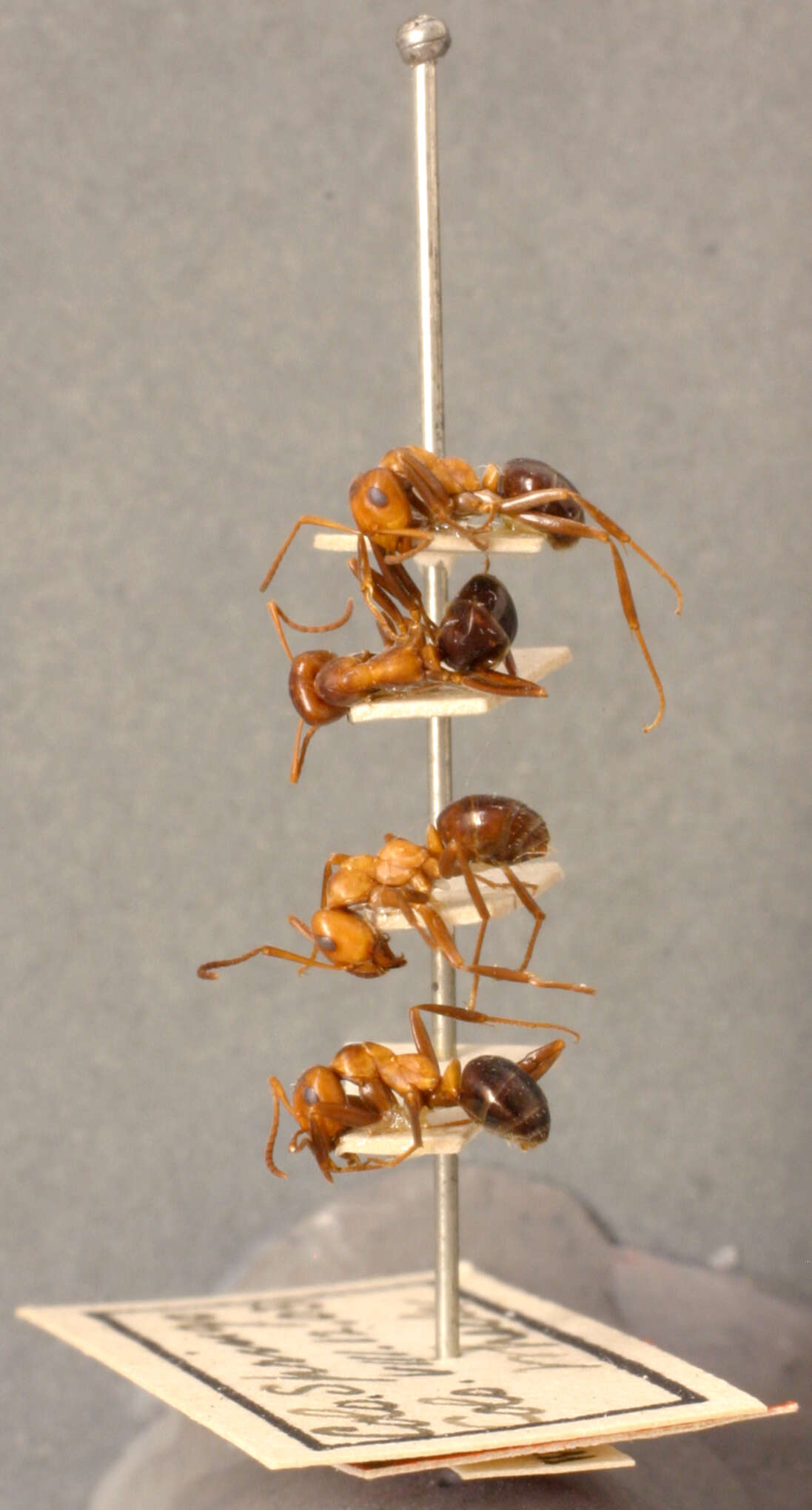 Image of Allegheny Mound Ant