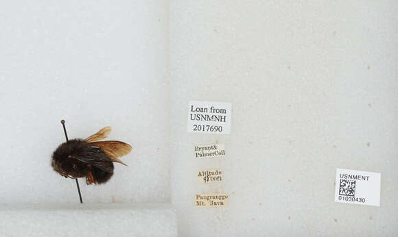 Image of Bombus rufipes Lepeletier 1836