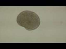 Image of placozoans