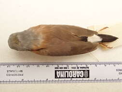 Image of Black-throated Finch