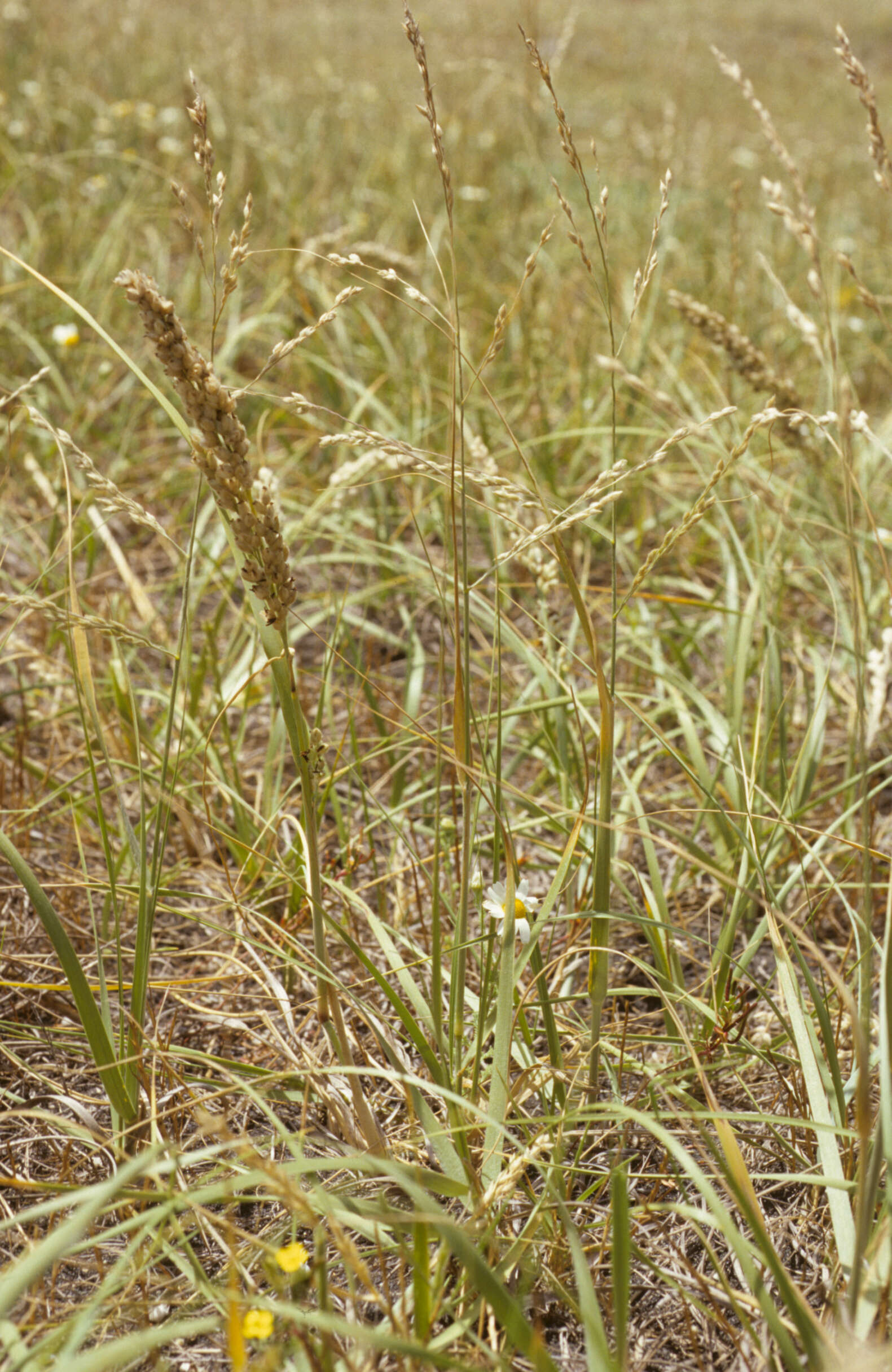 Imagem de Panicum urvilleanum Kunth