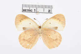 Image of Colotis pallene (Hopffer 1855)