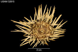 Image of Burrowing urchin