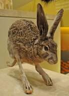 Image of Black-tailed Jackrabbit