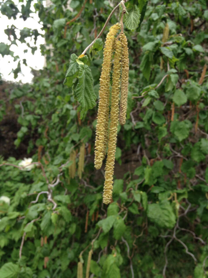 Image of Cobnut