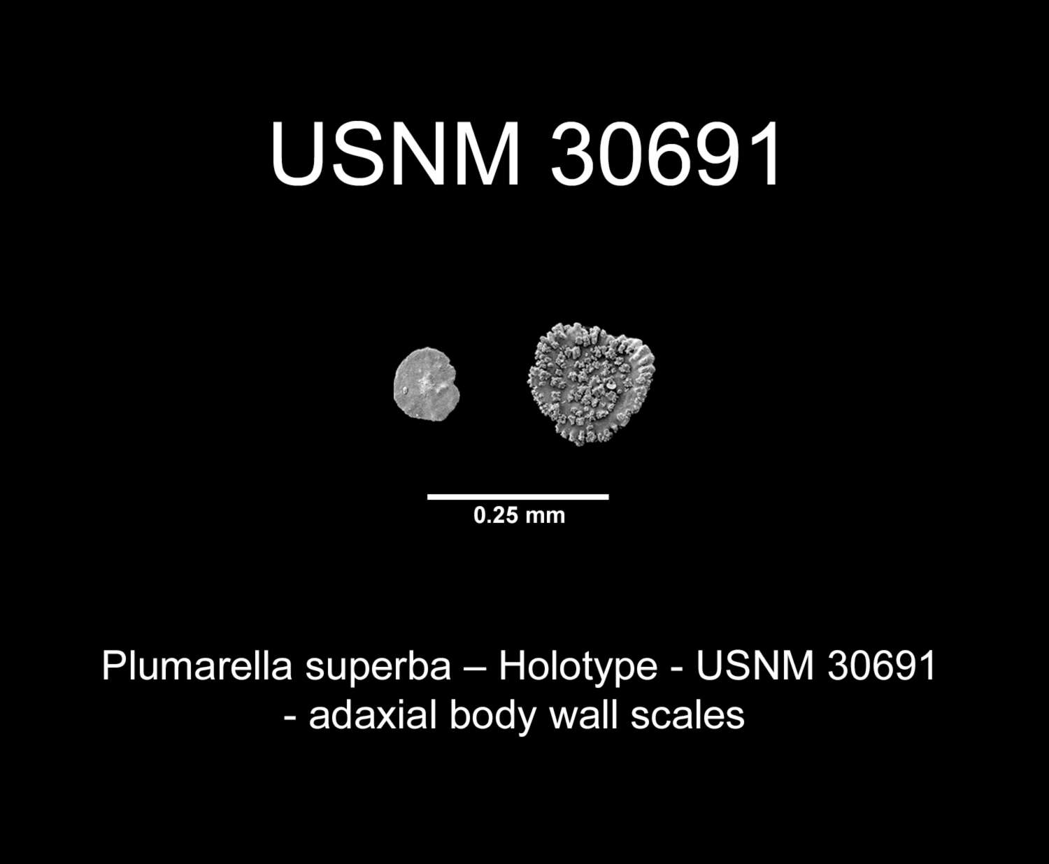 Image of <i>Primnodendron superbum</i> Nutting 1912