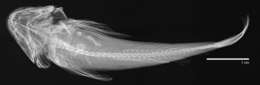 Cottus asperrimus Rutter 1908 resmi