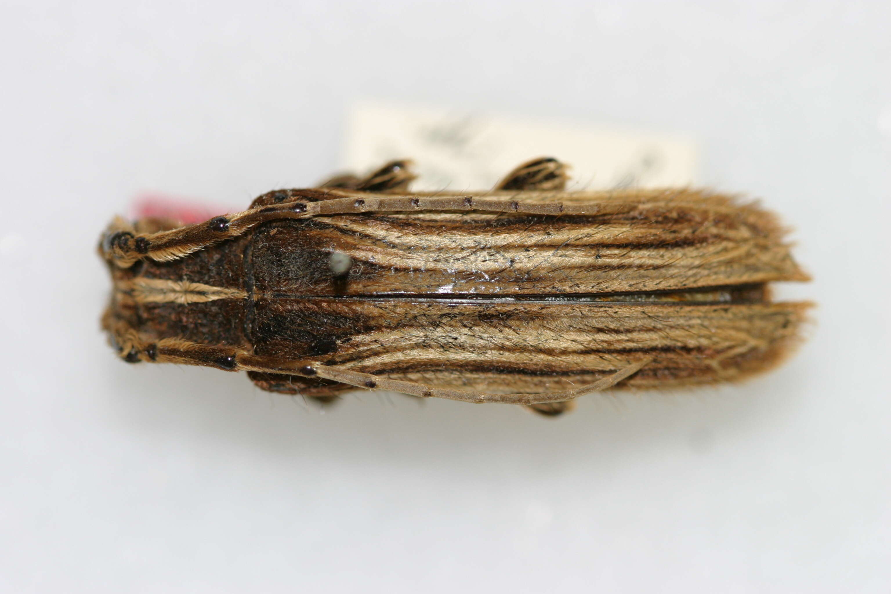 Image of Xylorhiza pilosipennis Breuning 1943