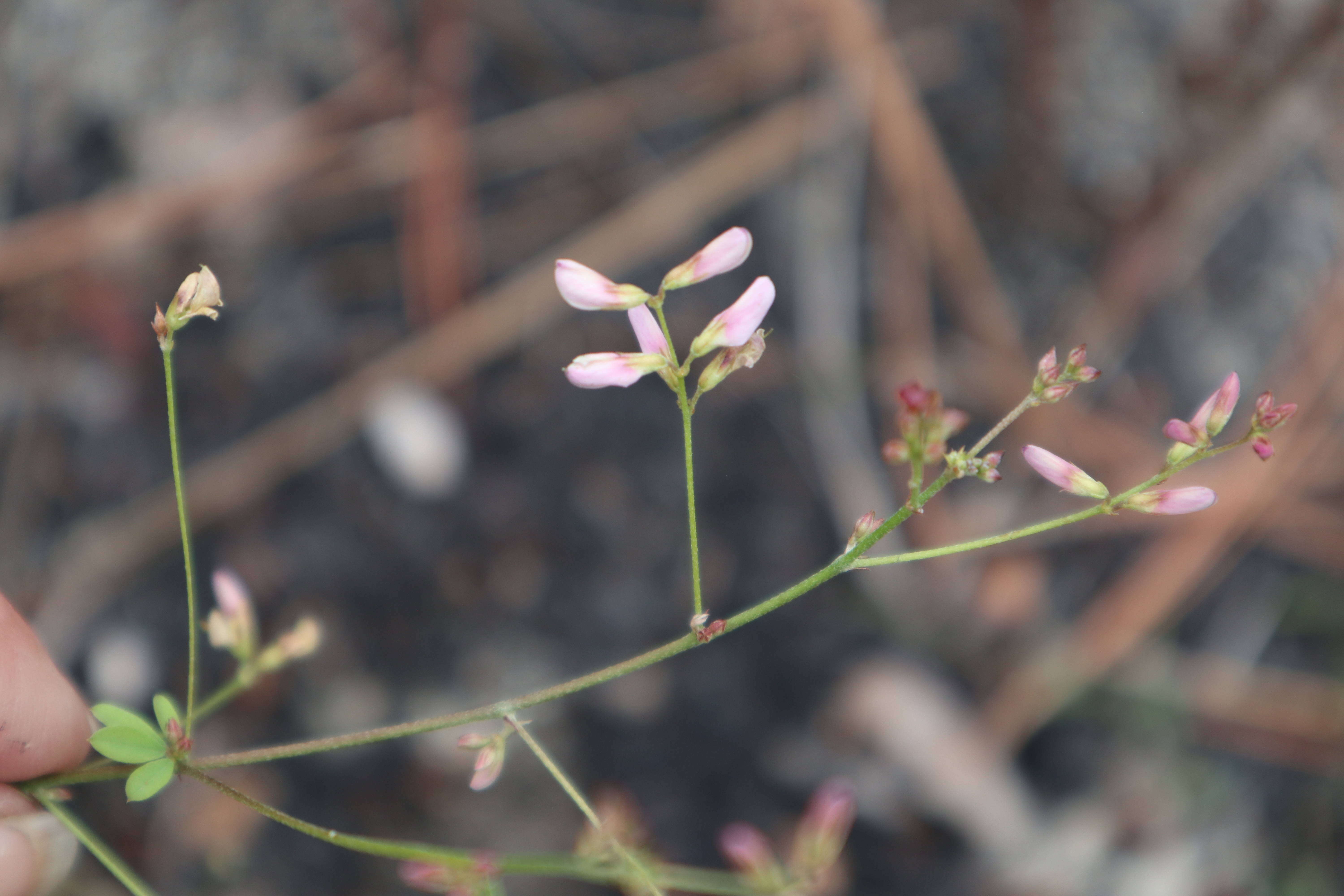 Image de Lespedeza repens (L.) W. P. C. Barton