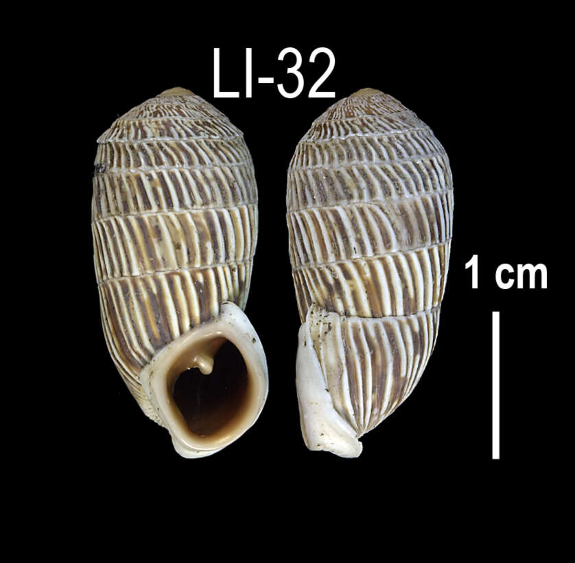 Image of Cerion melanostomum Clench 1934