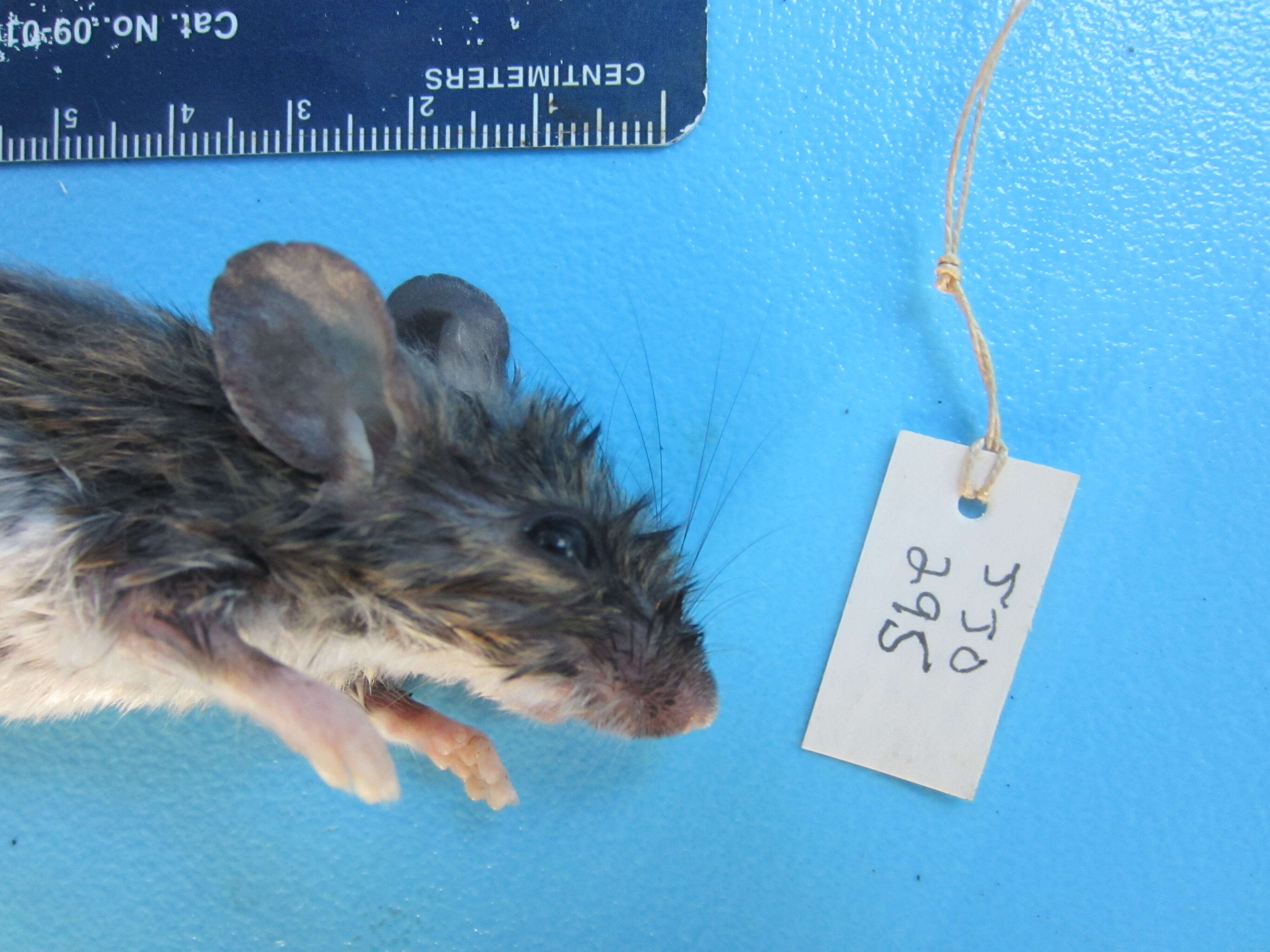 Image of White-footed Deermouse