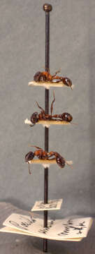 Image of Poecilomyrma senirewae myrmecodiae Mann 1921