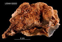 Porites colonensis Zlatarski 1990的圖片