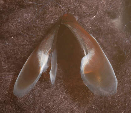 Image de Neoteuthis Naef 1921