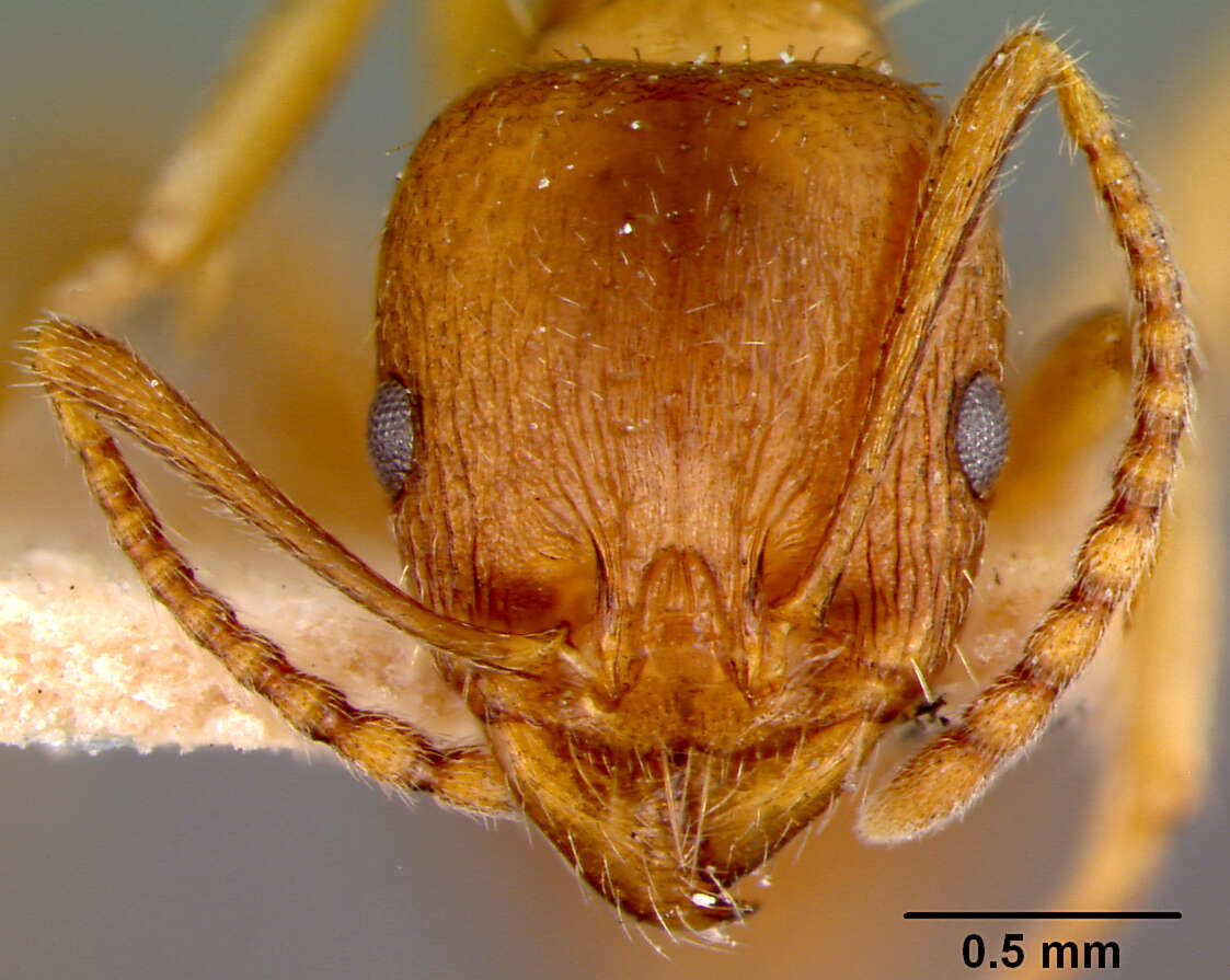 Image of Aphaenogaster subterranea (Latreille 1798)