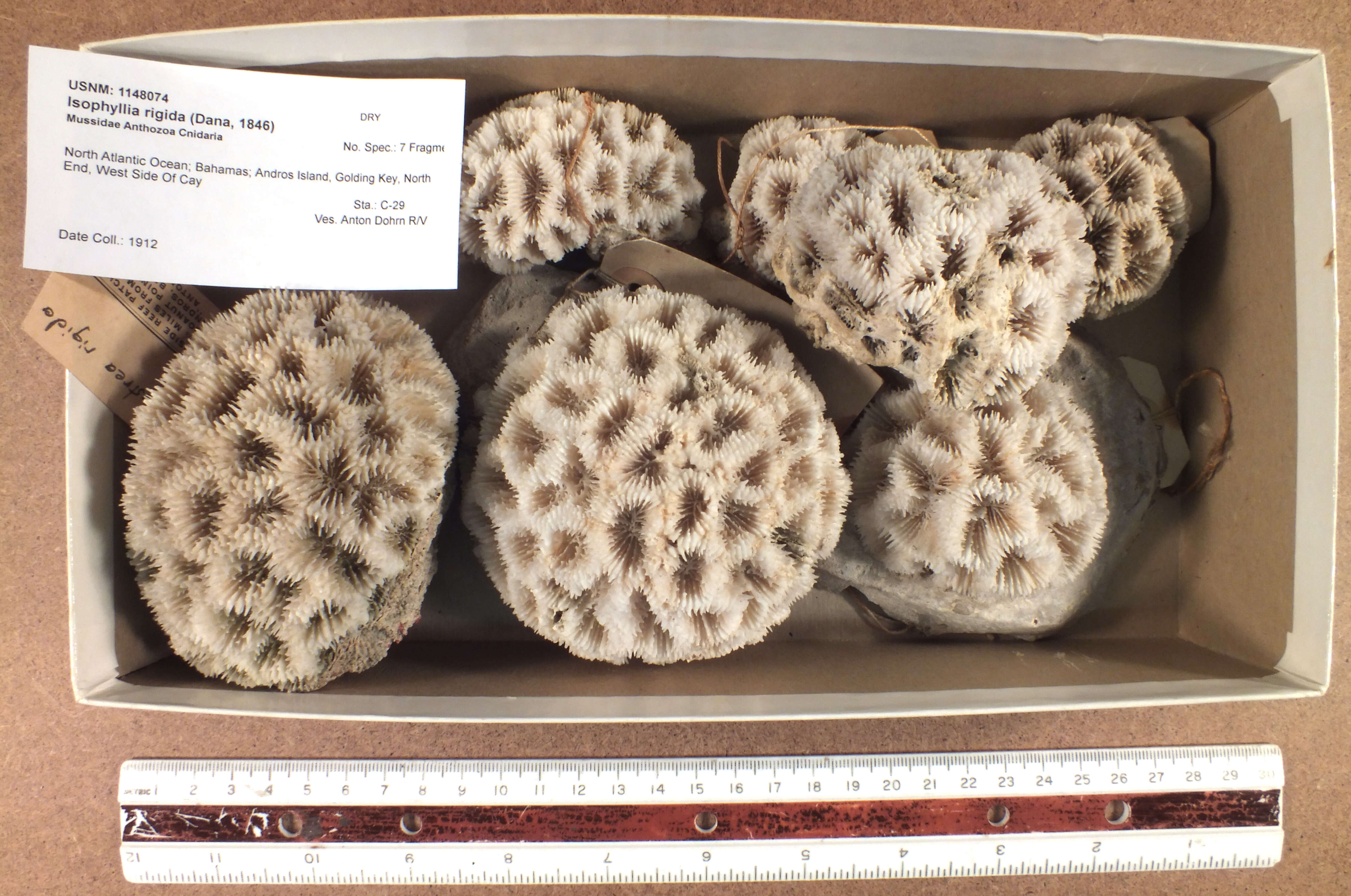 Image of Rough star coral