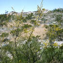 Image of <i>Acacia neovernicosa</i>