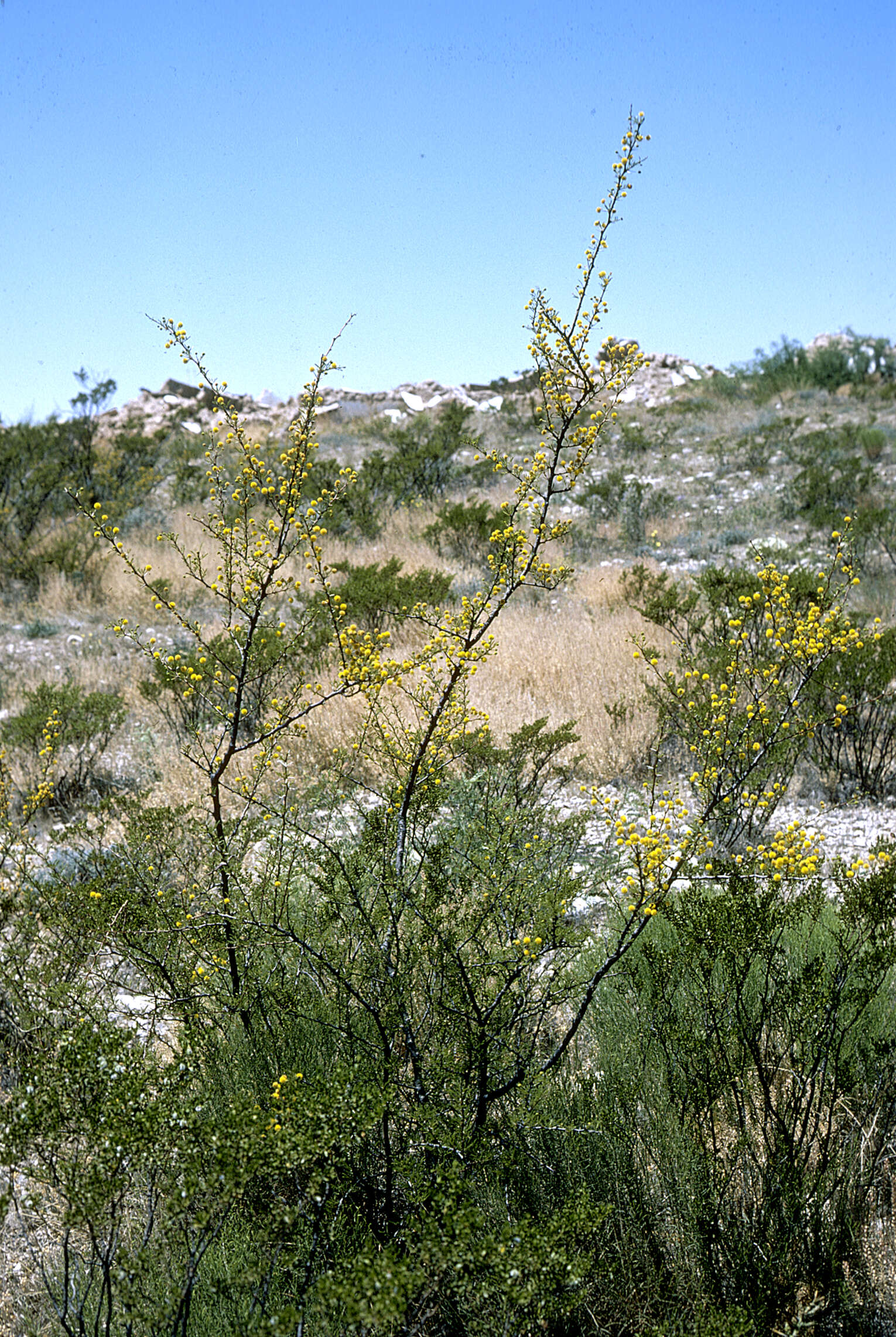 Imagem de <i>Acacia neovernicosa</i>