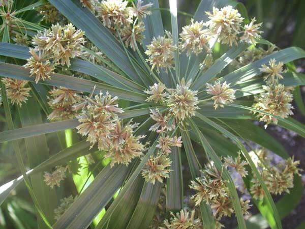 Image of Cyperus involucratus Rottb.