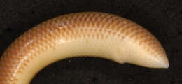 Image of Trinidad blind snakes