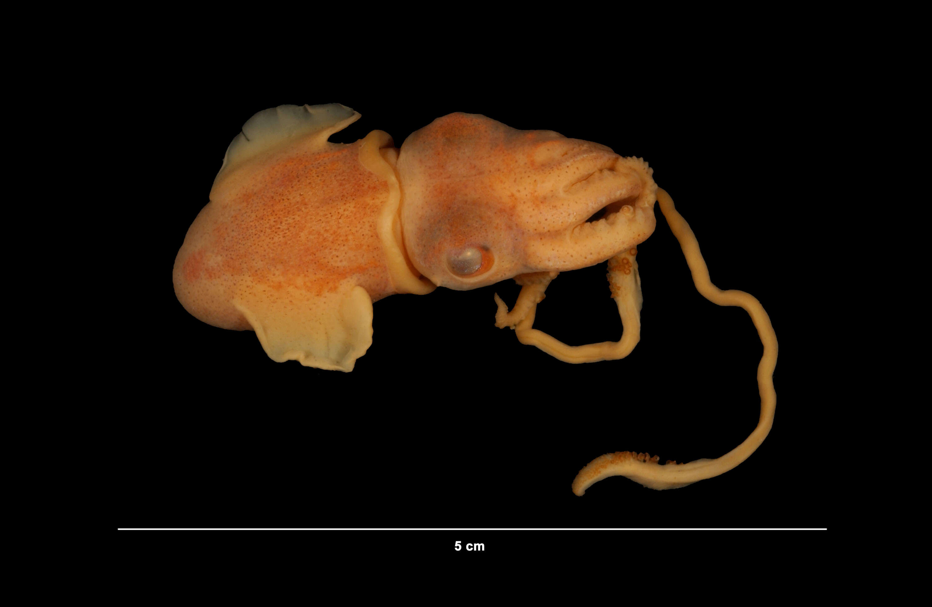Image of bobtail squids