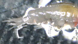 Image of Amphipoda