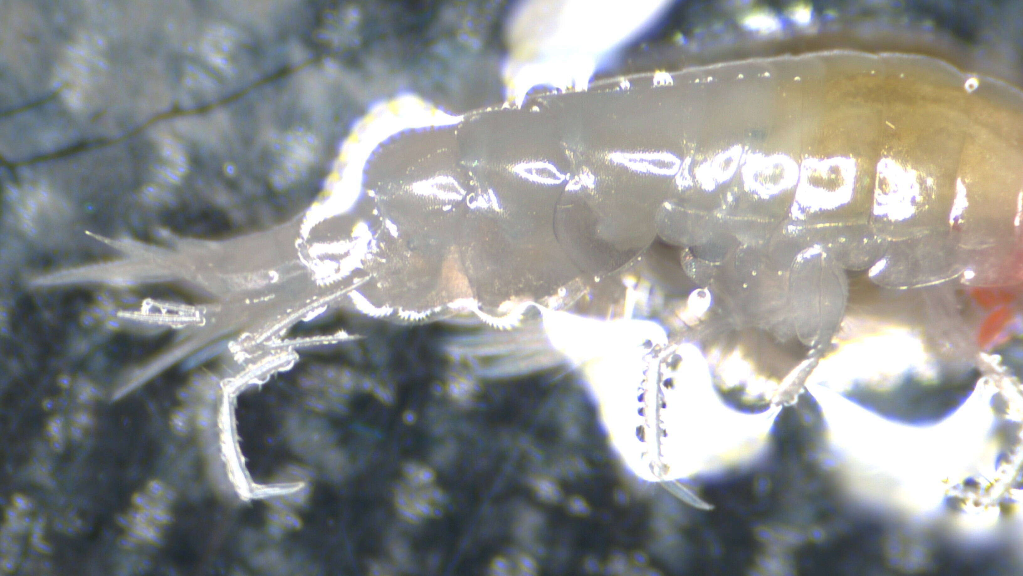 Image of Amphipoda