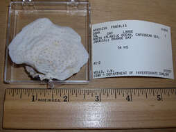 Image of Agaricia fragilis Dana 1846