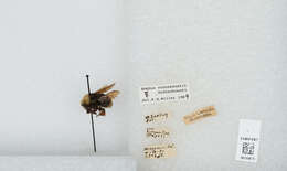 Image of Vosnesensky Bumble Bee