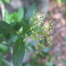 <i>Cornus quinquenervis</i> resmi